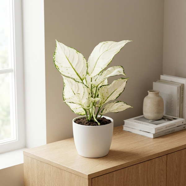 Aglaonema White Joy in witte pot op een houten dressoir in een lichte woonkamer