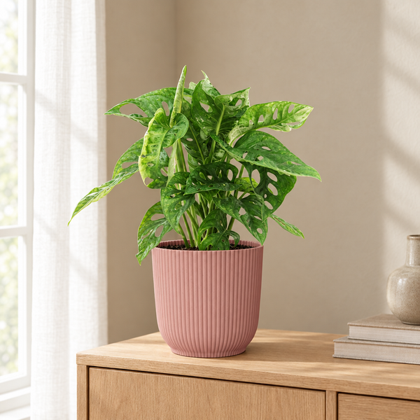 Monstera Monkey Leaf in ELHO Vibes Fold roze pot in een sfeervolle, lichte woonkamer