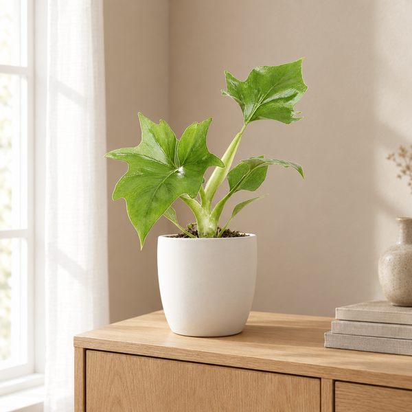 Philodendron Warszewiczii in een sfeervolle, lichte woonkamer