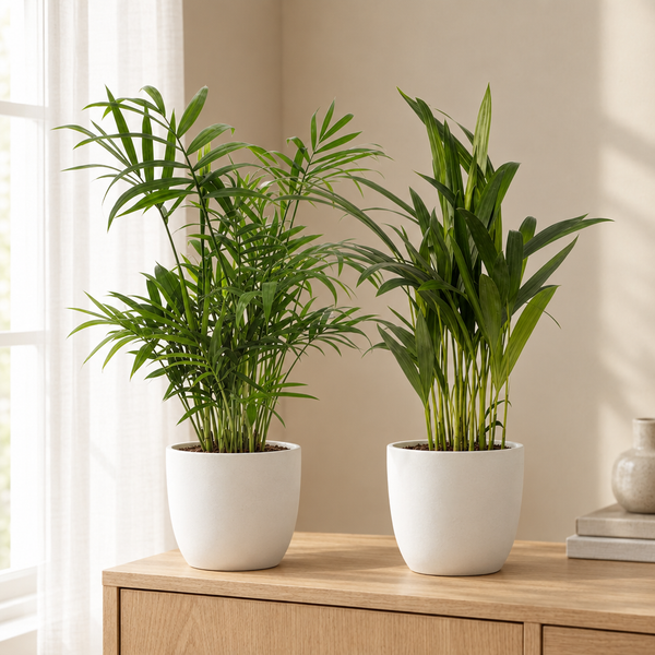 Dypsis lutescens en Chamaedorea duo in een sfeervolle, lichte woonkamer