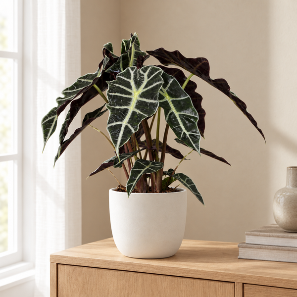 Alocasia Polly in een sfeervolle, lichte woonkamer