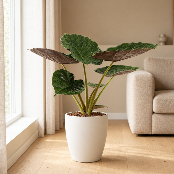 Alocasia Wentii Olifantsoor in een sfeervolle, lichte woonkamer