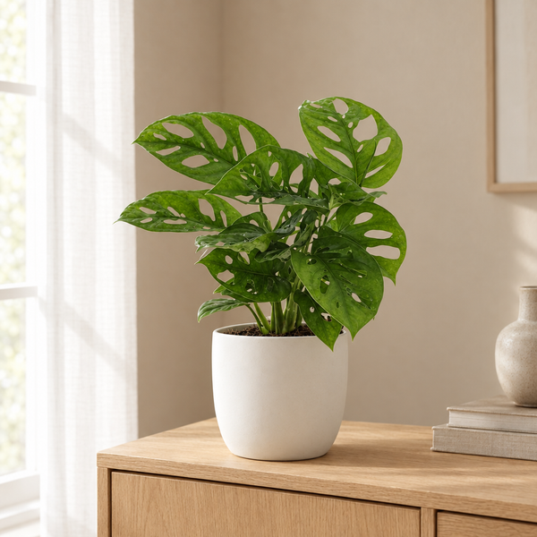 Monstera Monkey Leaf Gatenplant in een sfeervolle, lichte woonkamer