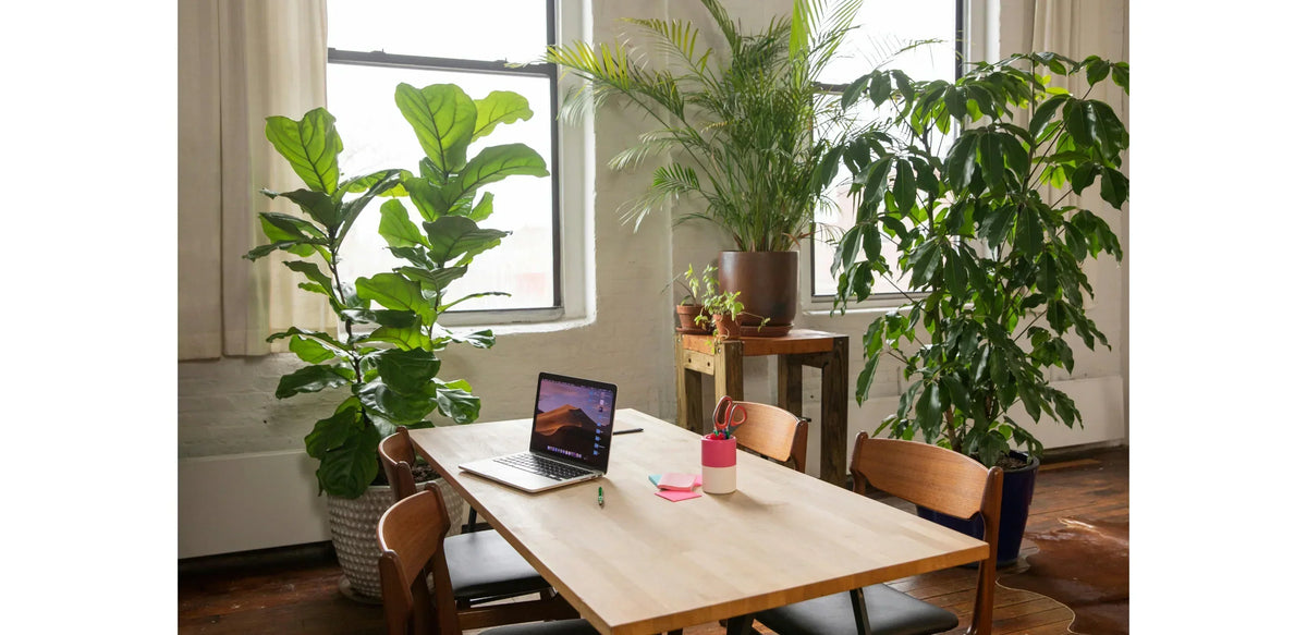 Zo kies je in 3 stappen de perfecte plant voor je werkplek