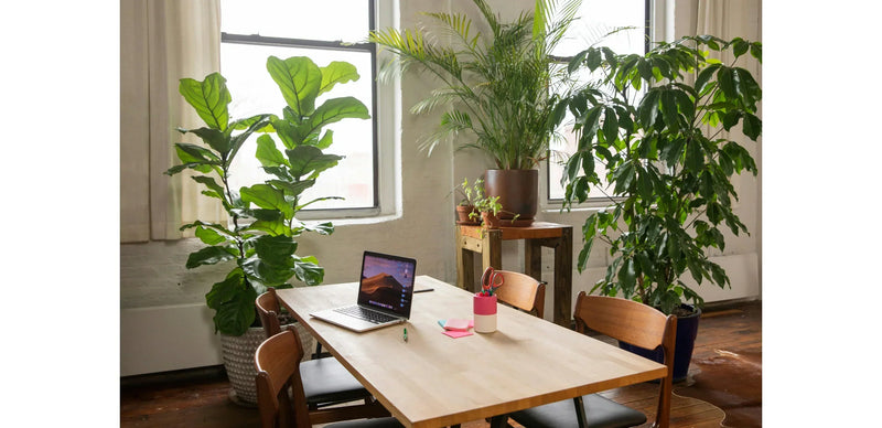 Zo kies je in 3 stappen de perfecte plant voor je werkplek