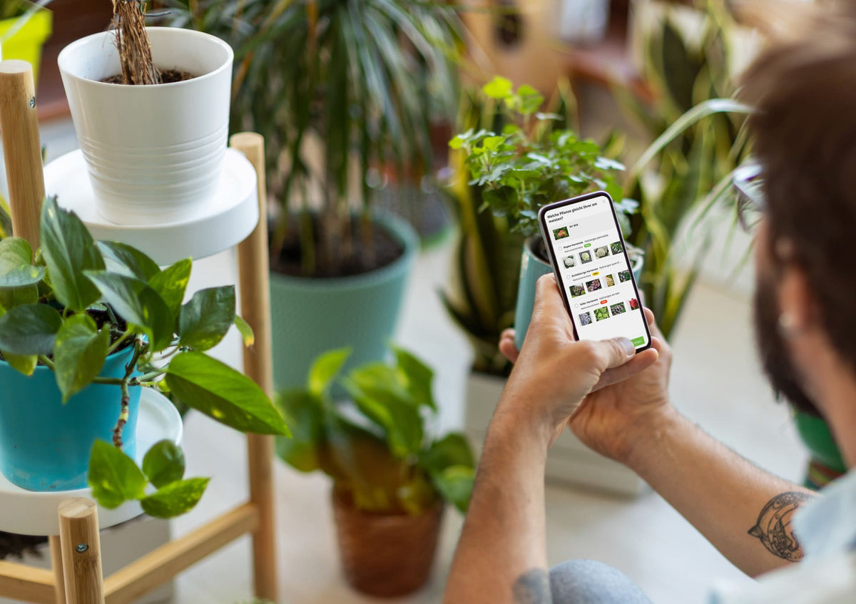 Waarom planten kiezen zo lastig voelt (en hoe jij eindelijk zonder twijfel kiest)