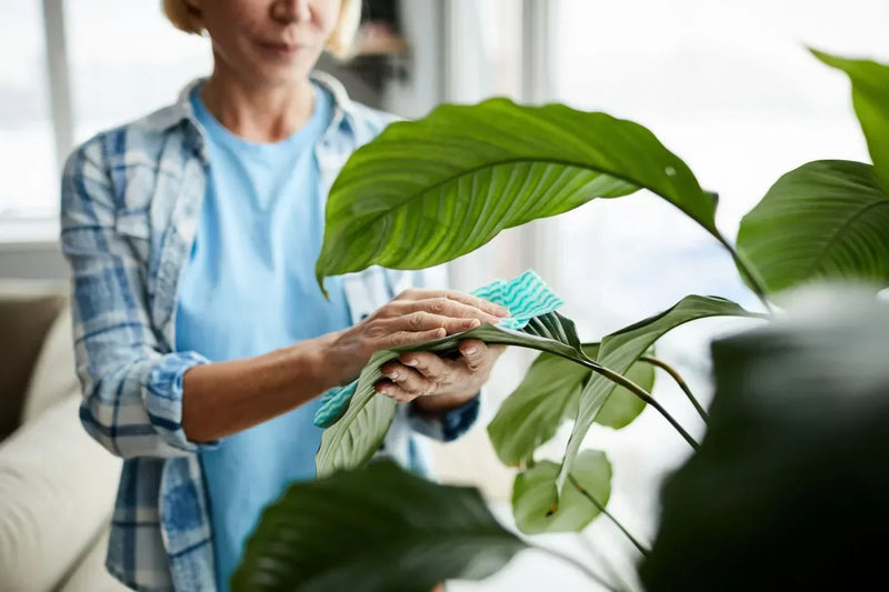 Het onderhoudsplan van 10 minuten per week, zo houd jij je plant moeiteloos gezond