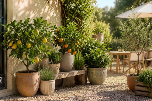 Buitenplanten
