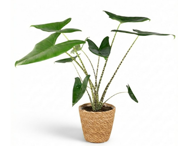 test 4
