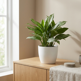 Aglaonema Maria Christina in witte pot op een houten dressoir in een lichte woonkamer