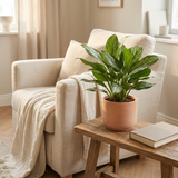 Aglaonema Maria Christina in terracotta pot op een bijzettafel naast een fauteuil