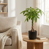Pachira Aquatica in zwarte P&PURE pot op een bijzettafel naast een fauteuil