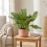 Aglaonema B.J. Freedman in terracotta pot op een bijzettafel naast een fauteuil