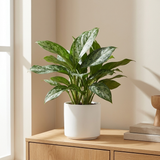 Aglaonema Greenlight in witte pot op een houten dressoir in een lichte woonkamer