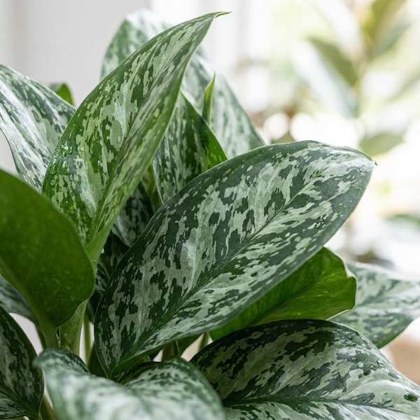 Close-up van het donkergroene blad met zilverwitte marmering van de Aglaonema Greenlight