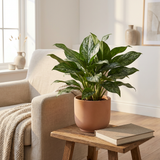 Aglaonema Greenlight in terracotta pot op een bijzettafel naast een fauteuil