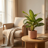 Aglaonema Silver Bay in terracotta pot op een bijzettafel naast een fauteuil