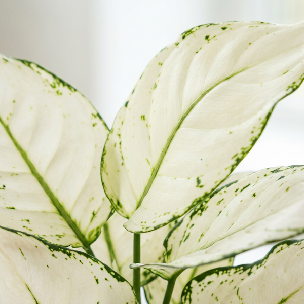 Close-up van het roomwitte blad met groene spikkels van de Aglaonema White Joy