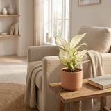 Aglaonema White Joy in terracotta pot op een bijzettafel naast een fauteuil