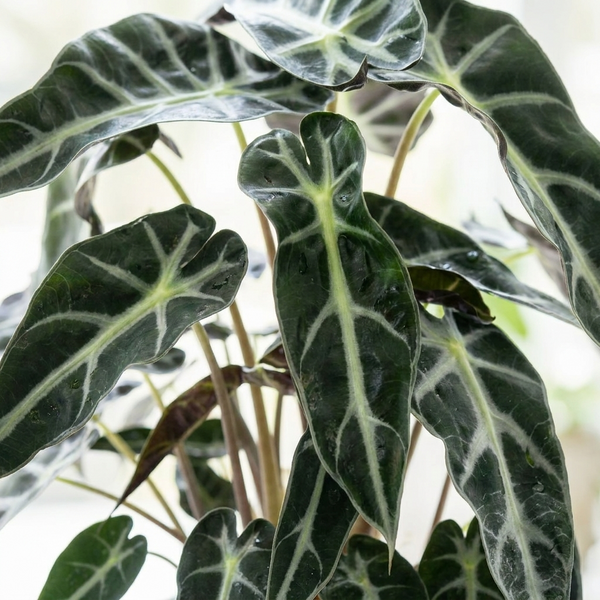 Close-up van het pijlvormige donkergroene blad met witte nerven van de Alocasia Bambino Arrow