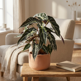 Alocasia Bambino Arrow in terracotta pot op een bijzettafel naast een fauteuil