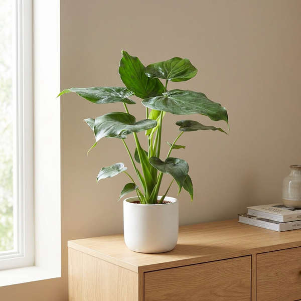 Alocasia Cucullata in witte pot op een houten dressoir in een lichte woonkamer