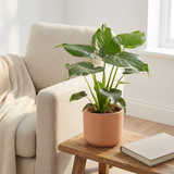 Alocasia Cucullata in terracotta pot op een bijzettafel naast een fauteuil