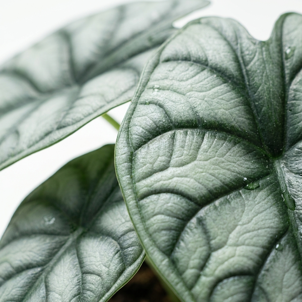 Close-up van het zilvergroene blad met donkere schubbentekening van de Alocasia Dragon Scale