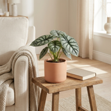 Alocasia Dragon Scale in terracotta pot op een bijzettafel naast een fauteuil