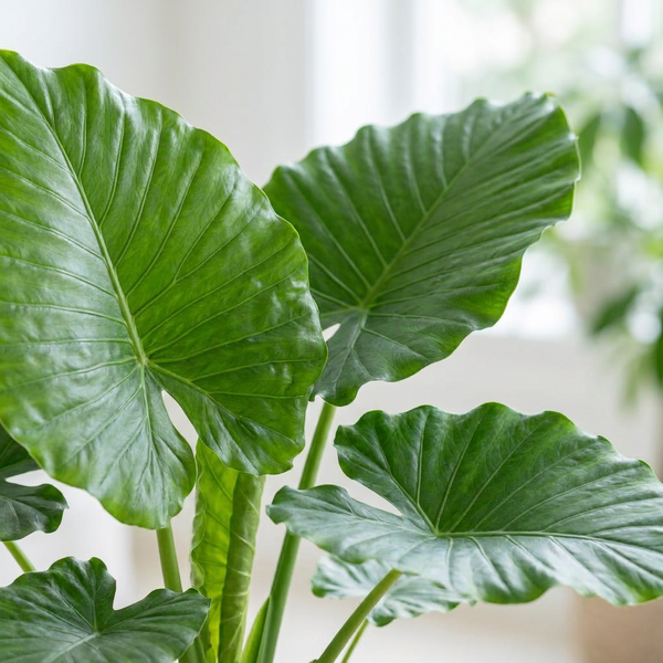 Close-up van het grote golvende olifantsoorblad van de Alocasia Gageana California