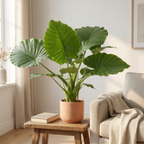 Alocasia Gageana California in terracotta pot op een bijzettafel naast een fauteuil