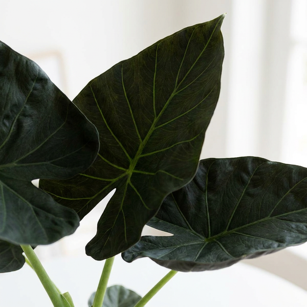 Close-up van het donkergroene schildvormige blad van de Alocasia Regal Shield