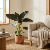 Alocasia Regal Shield in terracotta pot naast een fauteuil