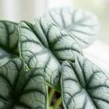 Close-up van het zilvergroene blad met donkere drakenschubtekening van de Alocasia Silver Dragon