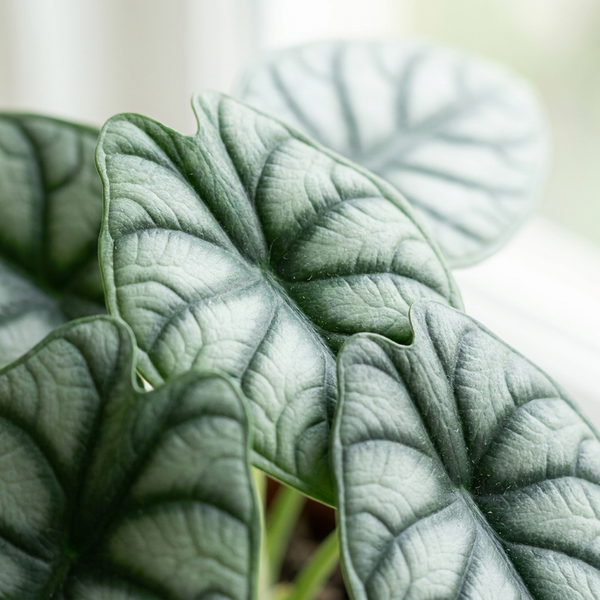 Close-up van het zilvergroene blad met donkere drakenschubtekening van de Alocasia Silver Dragon