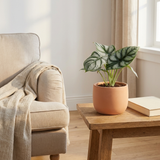 Alocasia Silver Dragon in terracotta pot op een bijzettafel naast een fauteuil