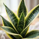 Close-up van de bladeren van de Sansevieria Superba met gele bladranden en groene tekening