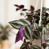 Close-up van de zilvergestreepte bladeren met paarse onderzijde van Tradescantia Zebrina Purpusii