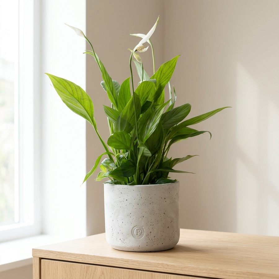 Spathiphyllum In P&PURE Jade Ceramics op een licht eiken dressoir in een lichte Scandinavische woonkamer