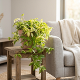 Tradescantia Yellow Hill in terracotta pot op een houten bijzettafel naast een fauteuil met linnen plaid