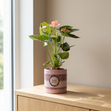 Anthurium Pink (Spirit) in P&PURE Special Pour Toi verpakking op een eiken dressoir in een lichte woonkamer