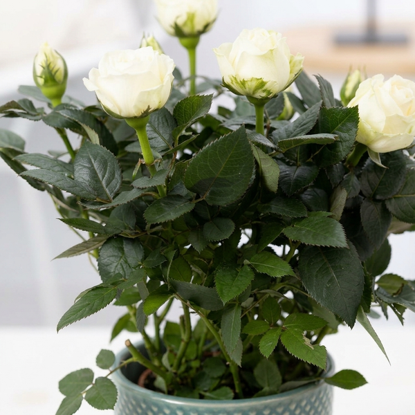 Close-up van de witte bloemen en donkergroene blaadjes van Rosa White In P&PURE Lauren Ceramics