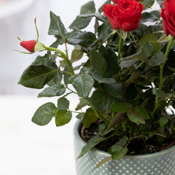 Close-up van de bladeren en rode bloemknoppen van Rosa Red In P&PURE Lauren Ceramics