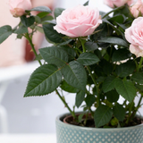 Close-up van de lichtroze bloemen en donkergroene bladeren van de Rosa Light Pink In P&PURE Lauren Ceramics