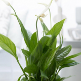 Close-up van de glanzende groene bladeren en witte bloemen van de Spathiphyllum In P&PURE Jade Ceramics