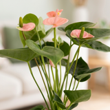 Close-up van de zalmroze bloemen en glanzende hartvormige bladeren van de Anthurium Pink (Spirit)