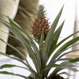 Close-up van het blad en de mini ananas van de Ananas Rosita In P&PURE Tirza Ceramics