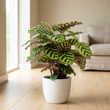 Calathea Makoyana in witte keramieken pot op eikenhouten vloer bij het raam in een lichte Scandinavische woonkamer