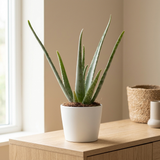 Aloe Vera P&PURE Collection in witte keramieken pot op een eiken dressoir in een lichte woonkamer