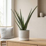 Aloe Vera in P&PURE Jade Ceramics op een licht eiken dressoir in een lichte Scandinavische woonkamer